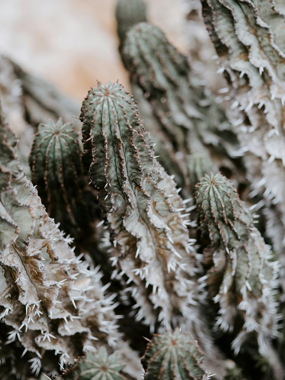 a close up of a bunch of cactus plants