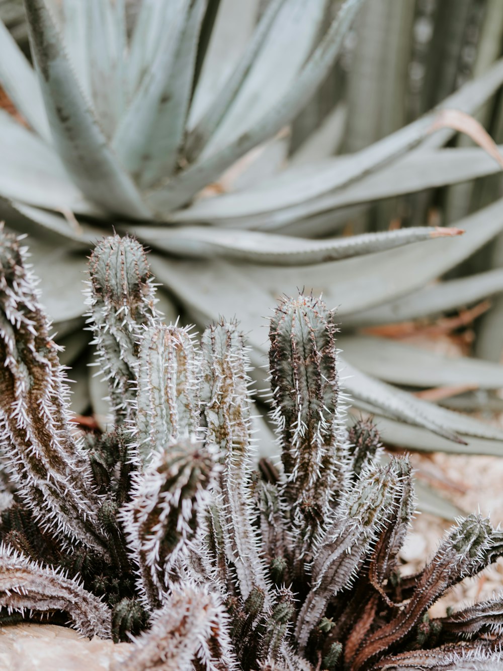 closeup photography of cactus