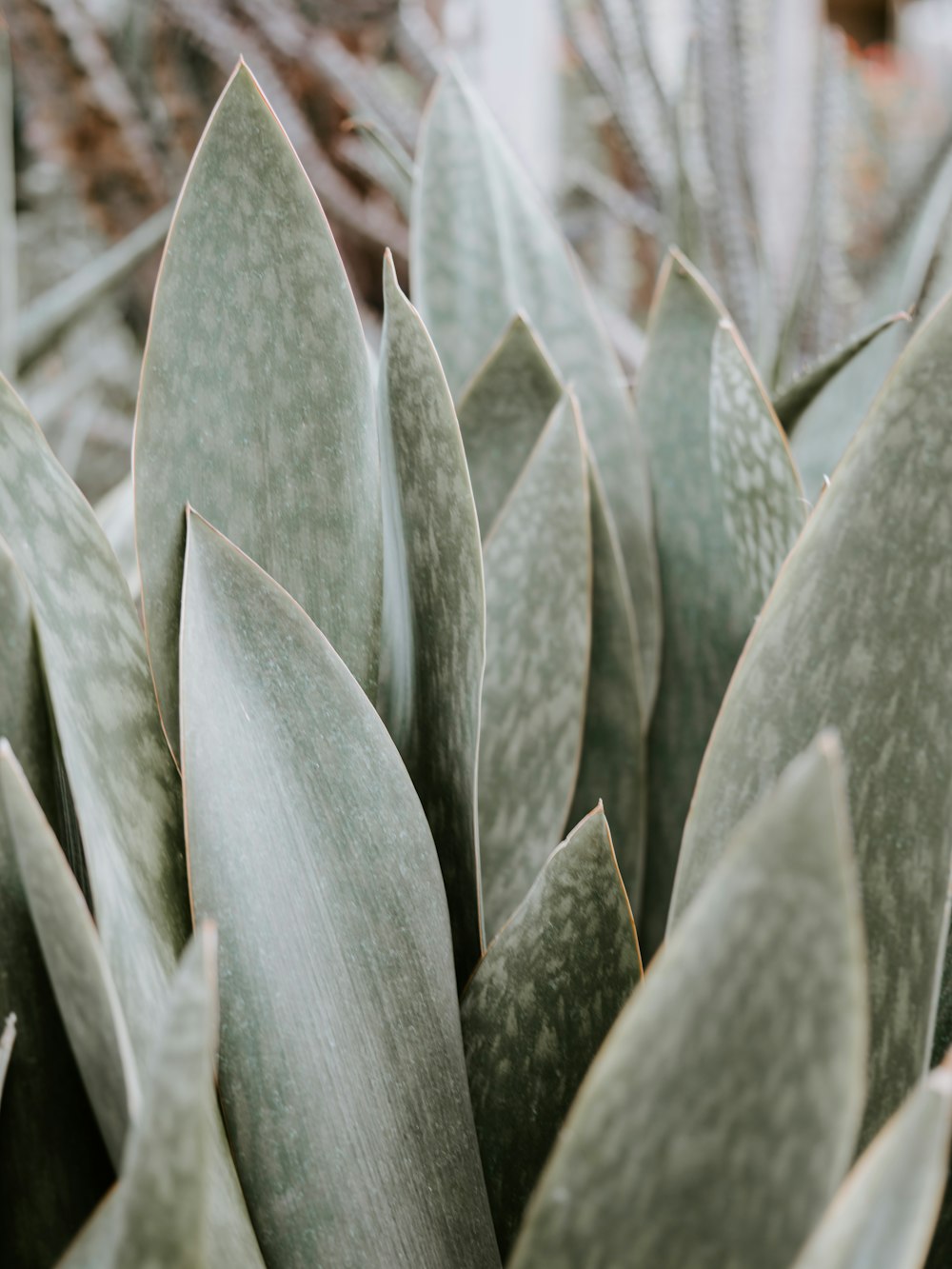 green-leafed plant