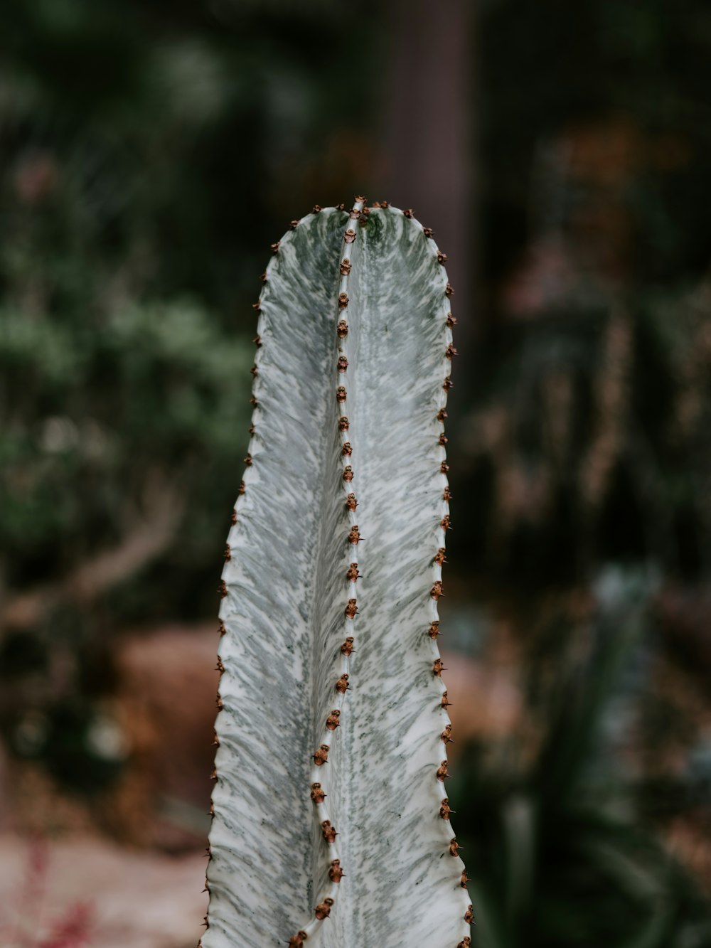 green cactus