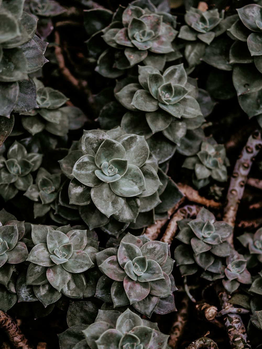 green flower