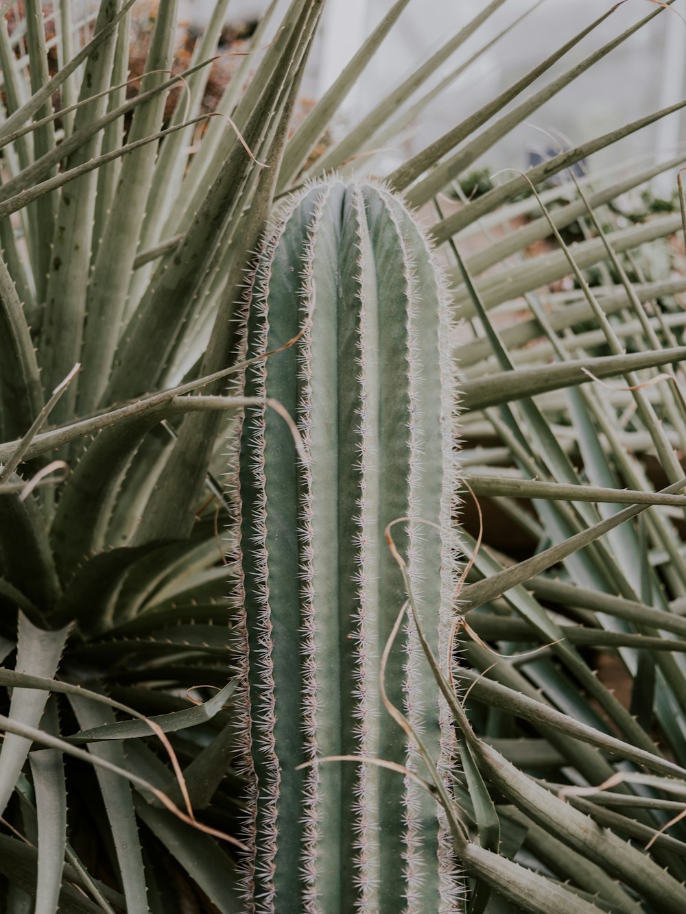 close view of cactus plant