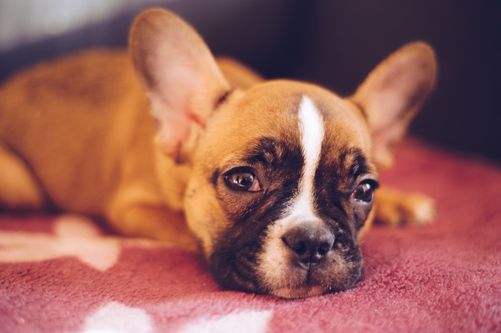 brown French bulldog lying on red textile