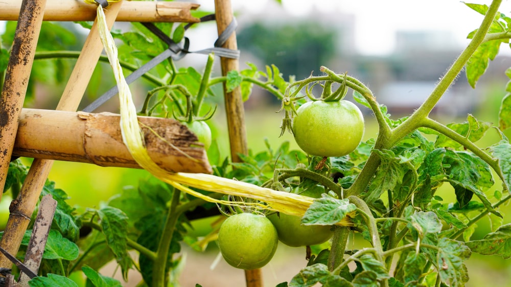 green tomato plant