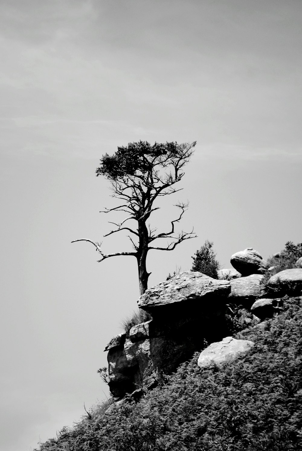 tree on high ground