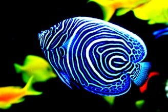 A vibrant, striped tropical fish with intricate blue and white patterns swims in an aquarium. In the background, there are blurred images of other colorful fish in shades of yellow and orange. The vivid colors stand out against the black background, highlighting the fish's striking appearance.