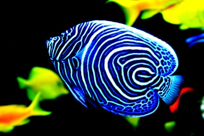 A vibrant, striped tropical fish with intricate blue and white patterns swims in an aquarium. In the background, there are blurred images of other colorful fish in shades of yellow and orange. The vivid colors stand out against the black background, highlighting the fish's striking appearance.