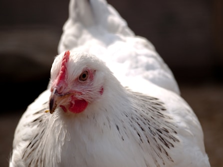 A close-up of a white chicken with black-tipped feathers and a bright red comb and wattle. The bird appears to be facing forward with one eye visible, and its feathers are sunlit, creating a sense of warmth and light.