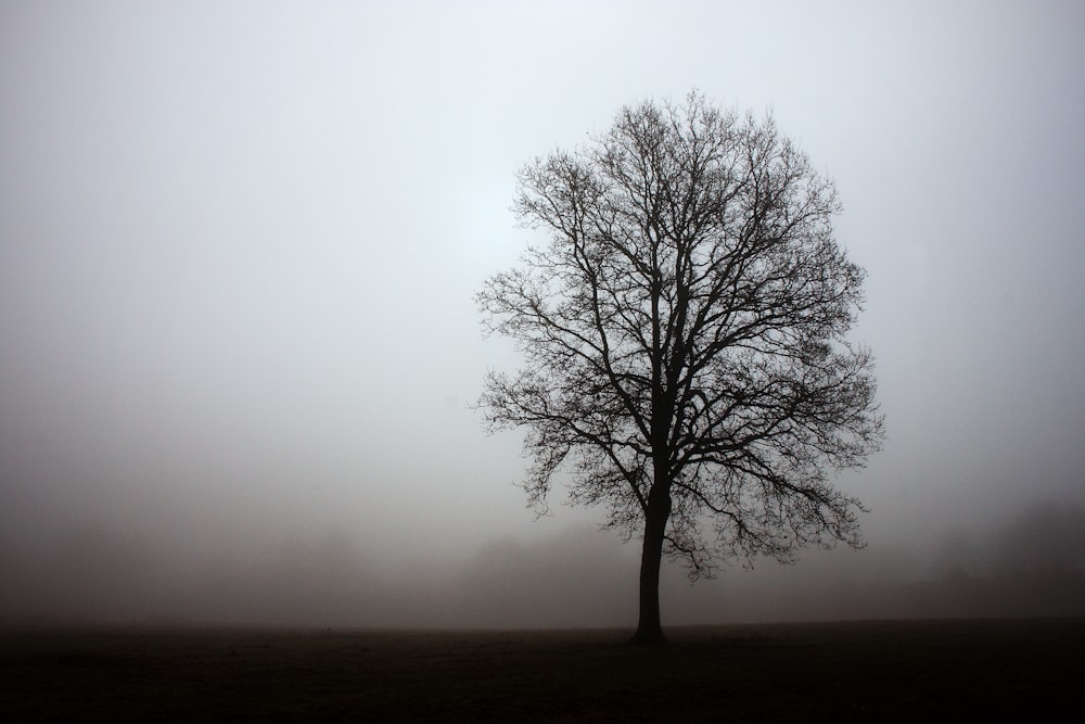 silhouette of bare tree