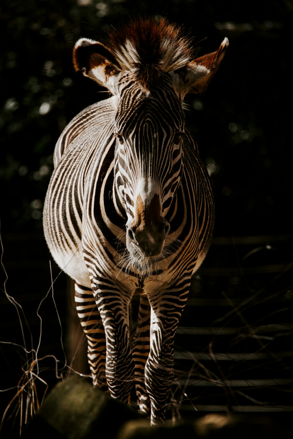 Zebra Foto