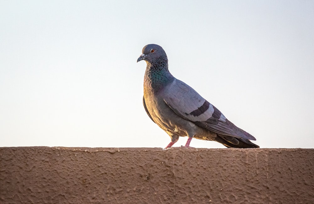 gray pigeon