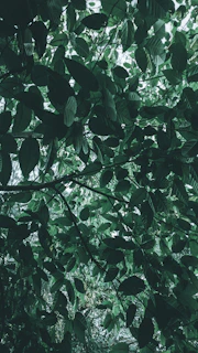 Lush green canopy of the Chocó Andino with sunlight filtering through