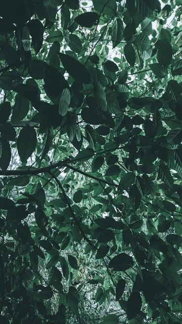 Lush green canopy of the Chocó Andino with sunlight filtering through