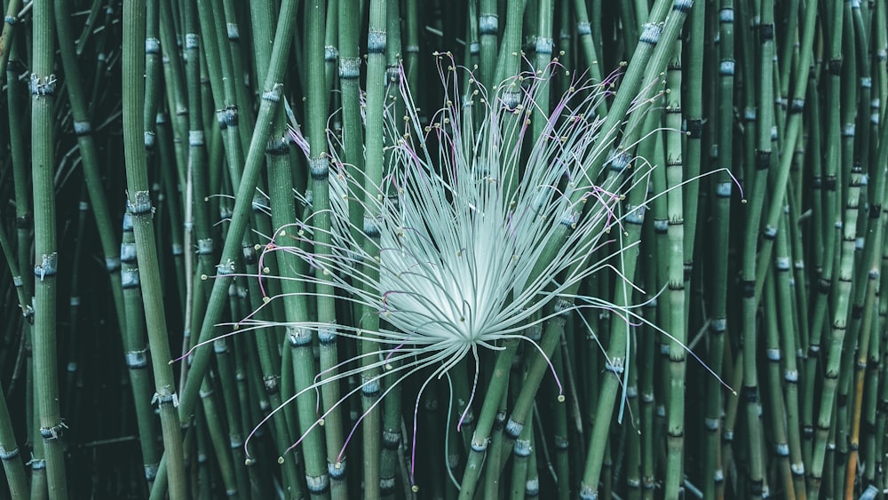 green bamboo plants