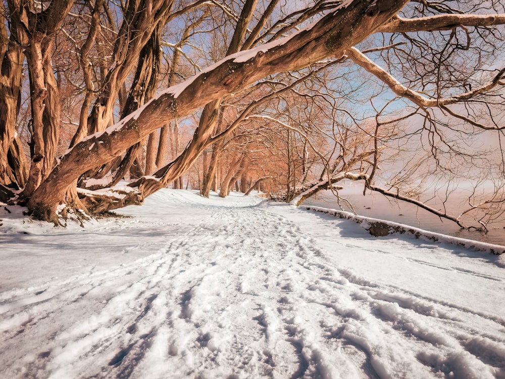 氷の表面と茶色の木