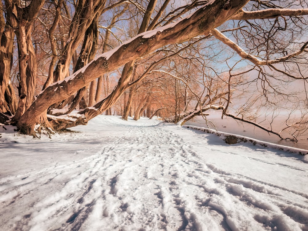 icy surface and brown tree