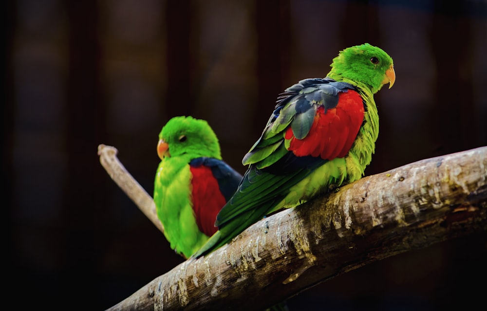 two green-blue-red birds on branch