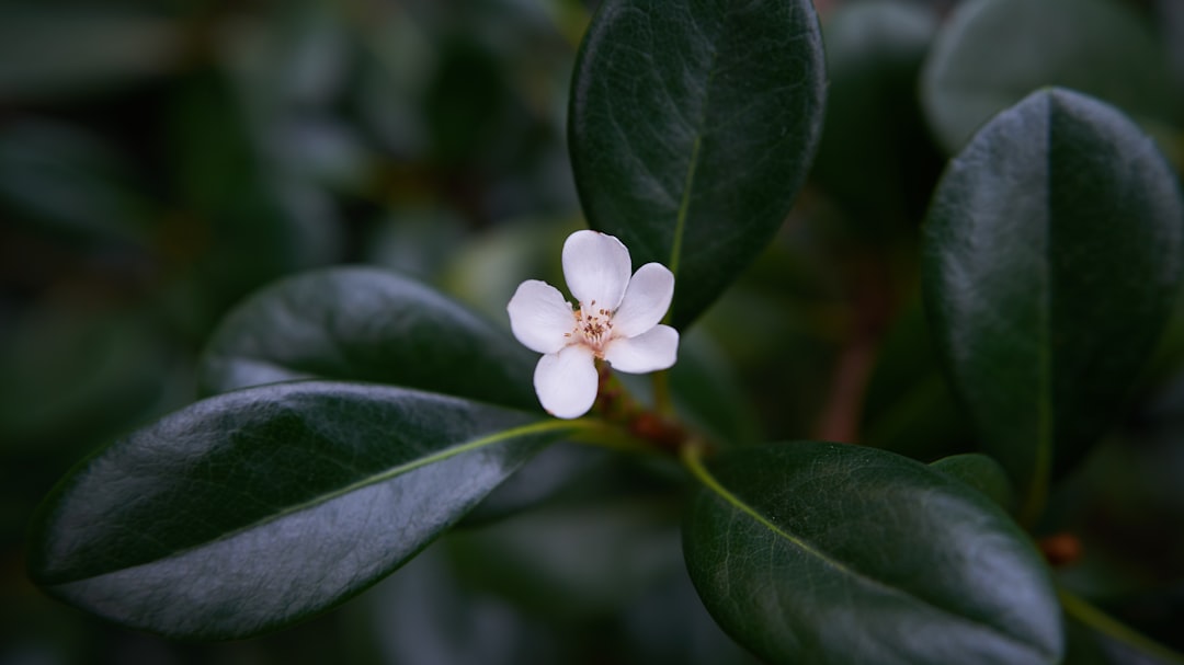 close-up photography of white-petaled flower
