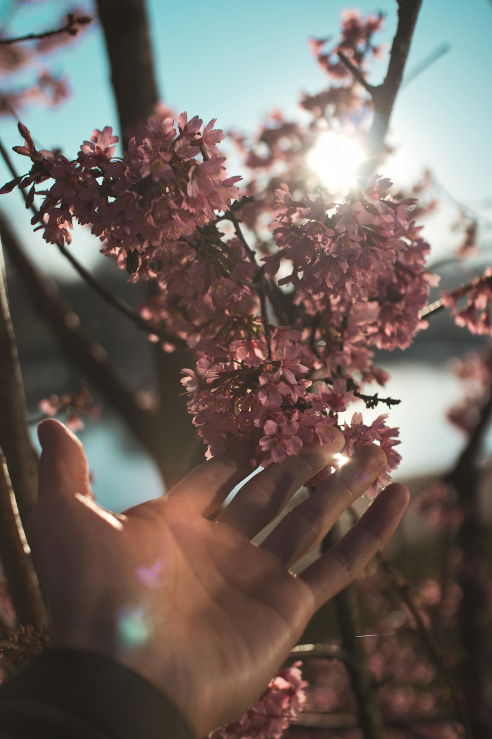 selective focus photography of pink cherry blossoms