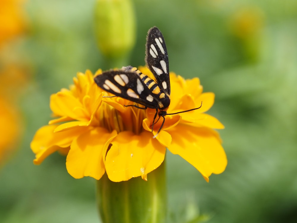 black and white butterfly on flower