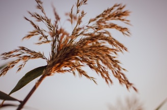 A close-up of prairie grass bending gently in the Colorado foothills breeze.