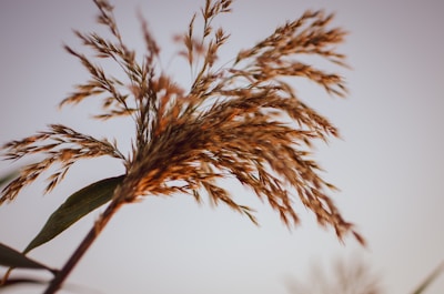 A close-up of prairie grass bending gently in the Colorado foothills breeze.