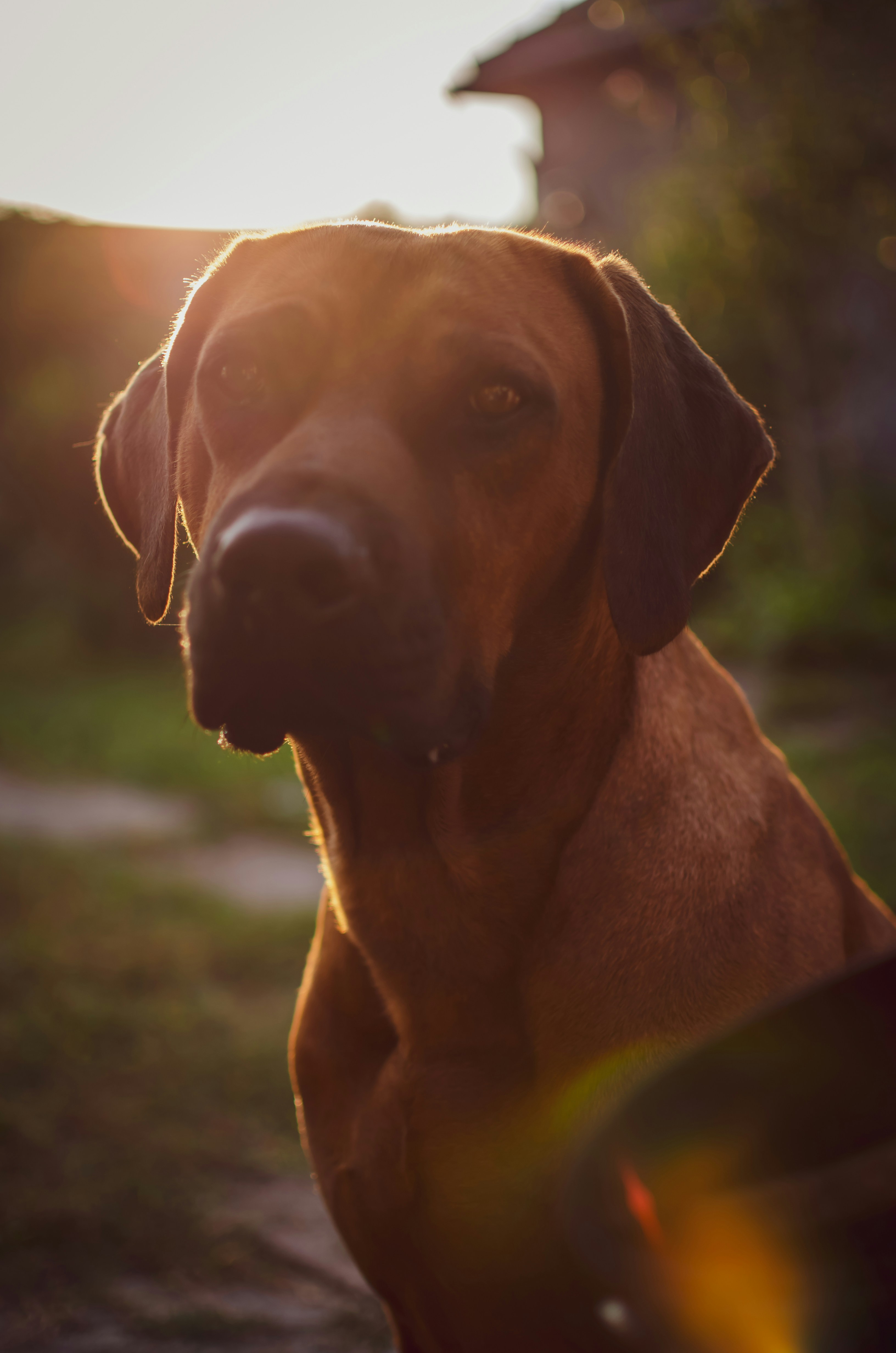 Rhodesian Ridgeback Pictures Download Free Images On Unsplash