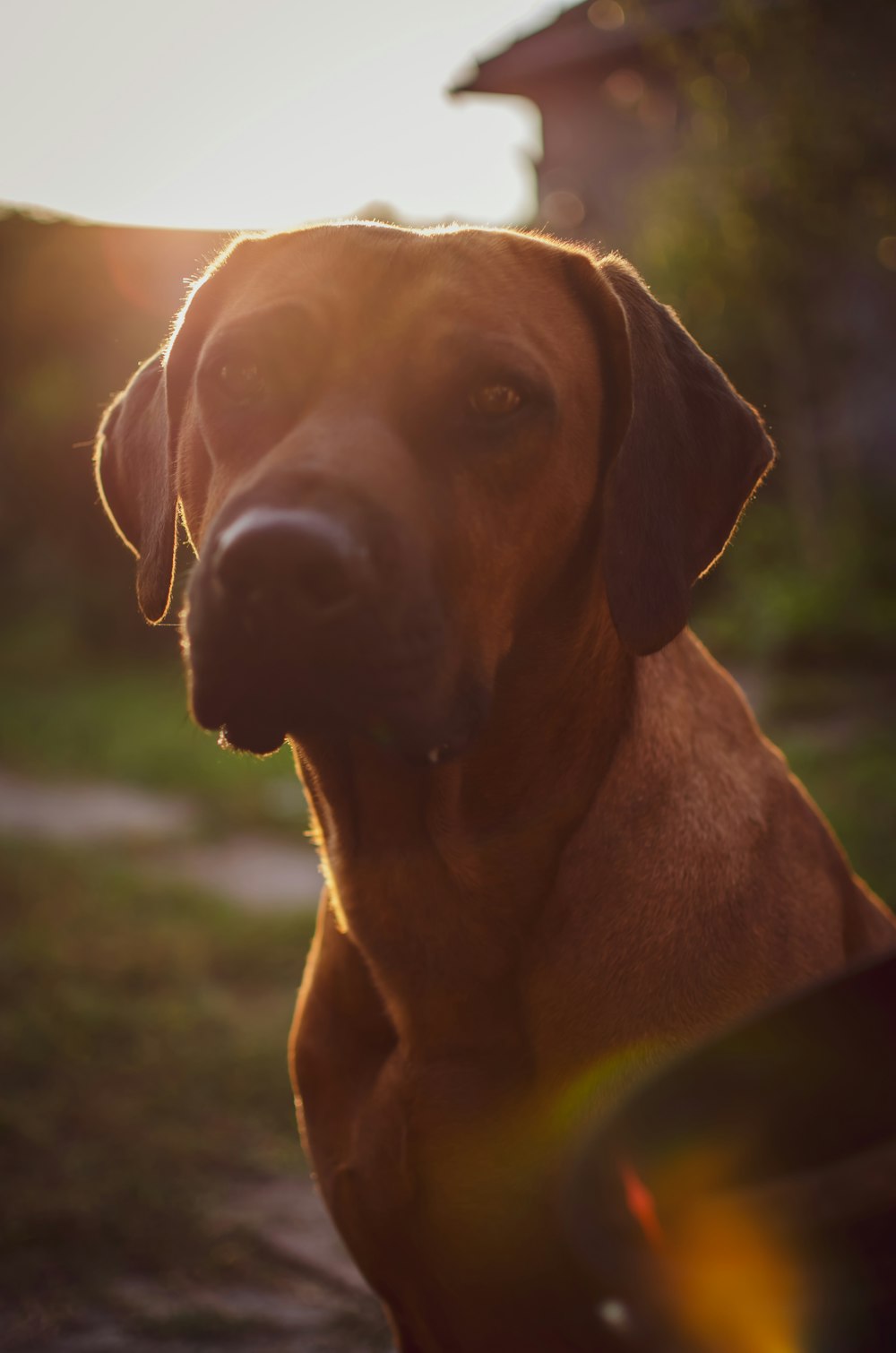 short-coated brown dog with sun light view