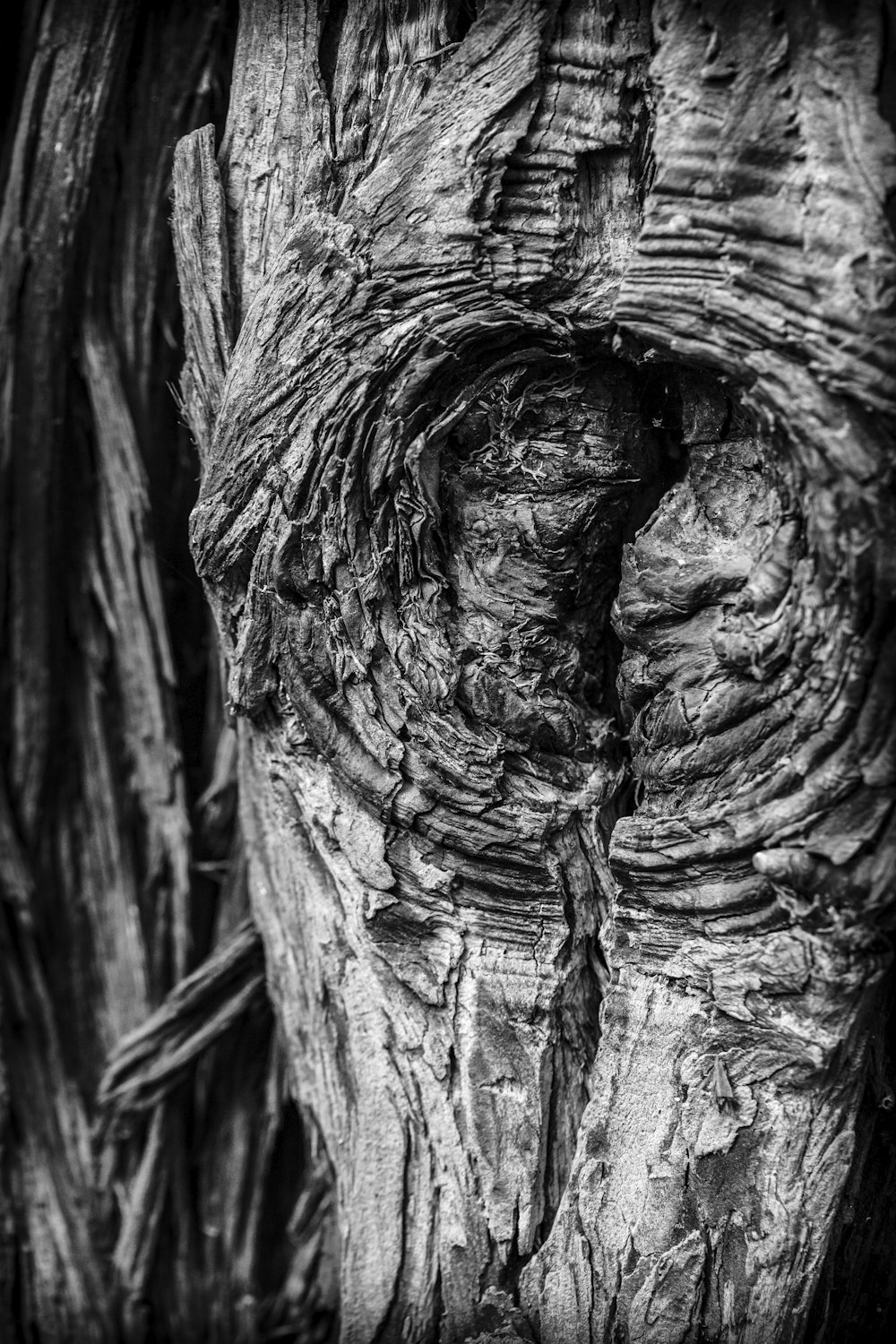 grayscale photography of tree bark