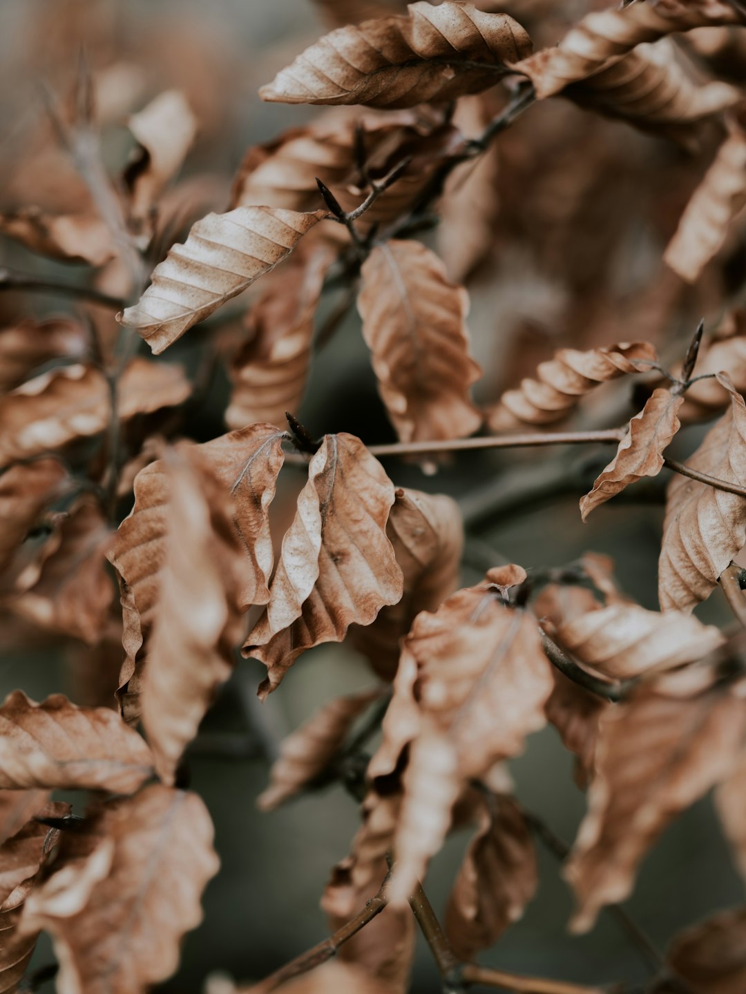 brown leaves