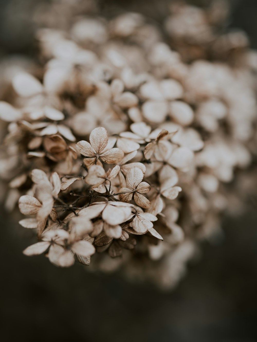 white-petaled flower bloom selective focus photography