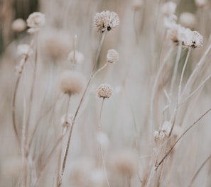 closeup photo of dandelion