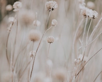 closeup photo of dandelion