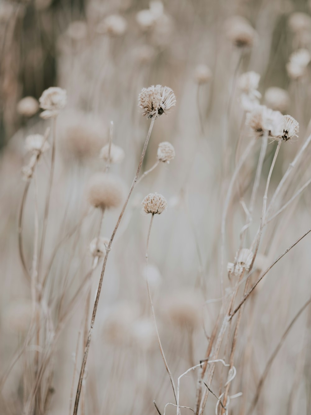 closeup photo of dandelion