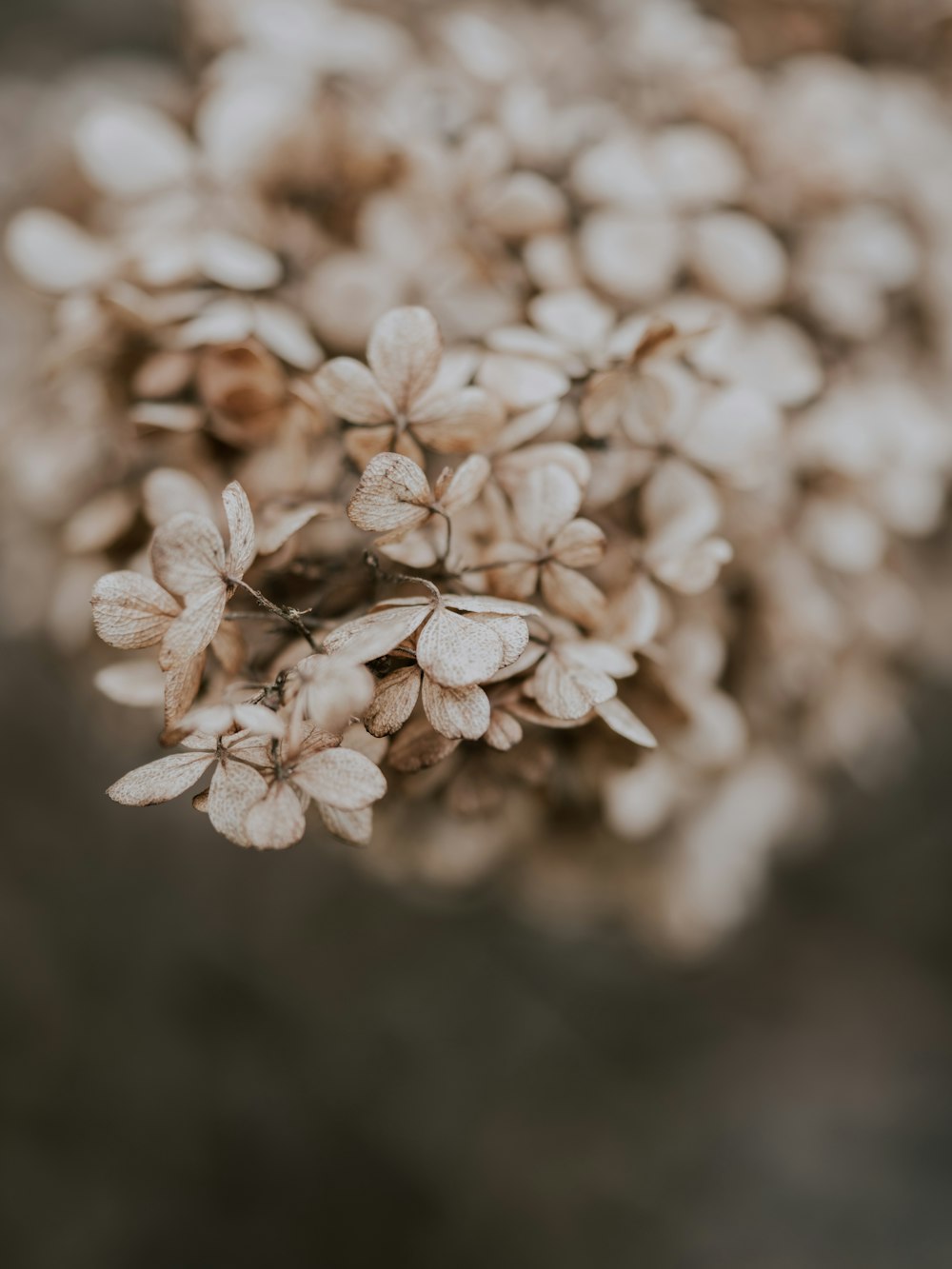 white flower close-up photo