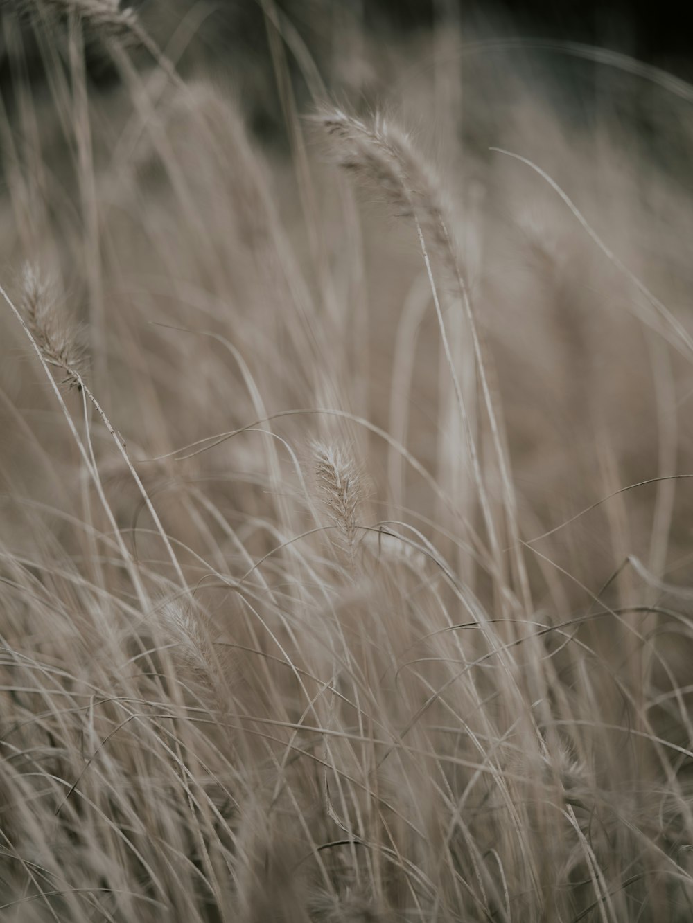 green plant