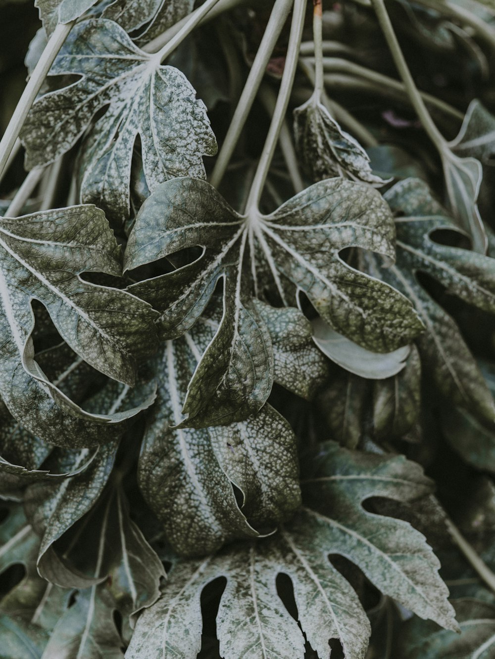 green leafed-plant