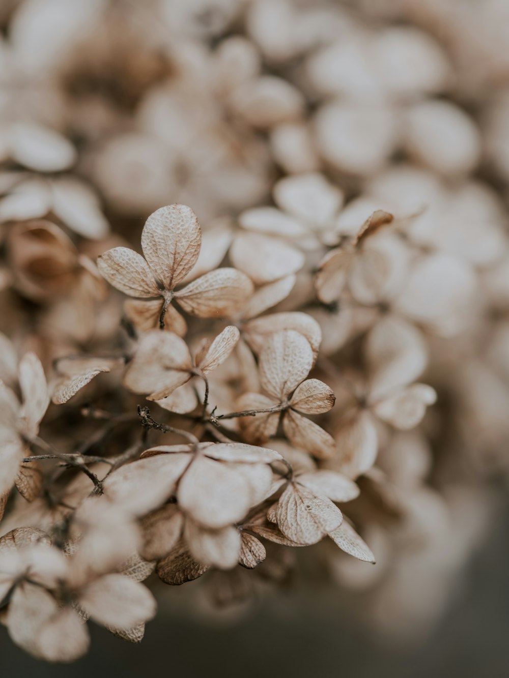 brown flowers