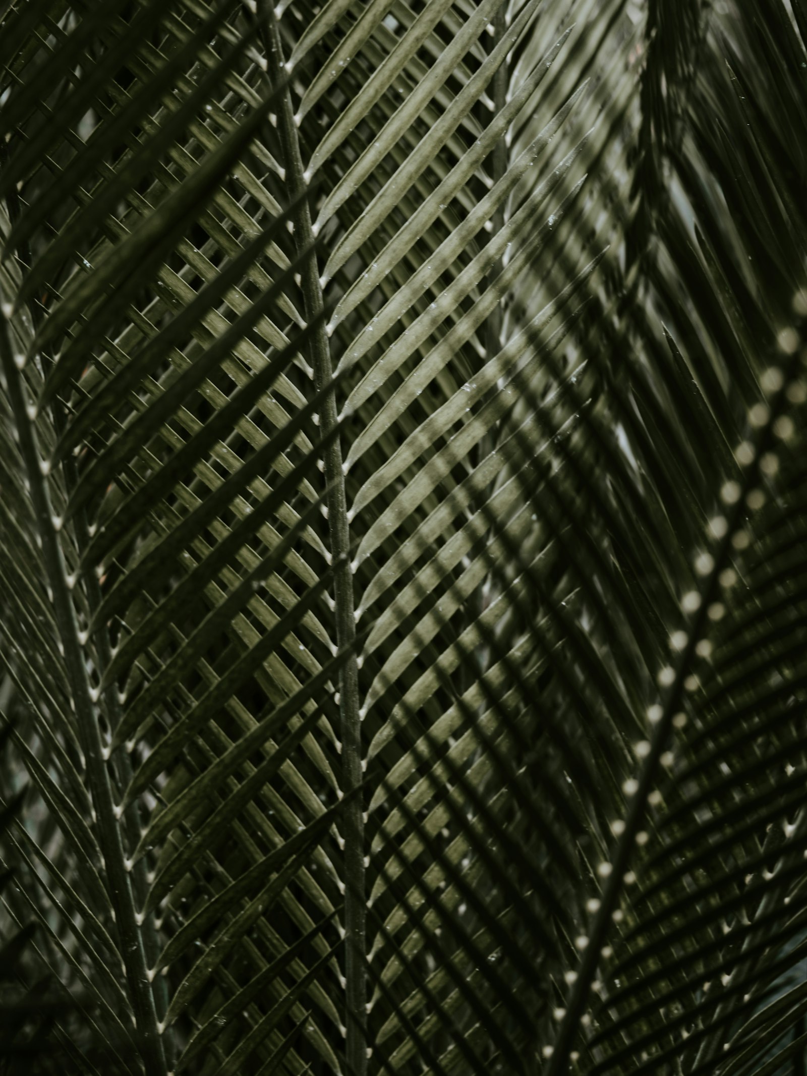 Pentax 645Z + smc PENTAX-FA 645 Macro 120mm F4 sample photo. Green coconut palm fronds photography