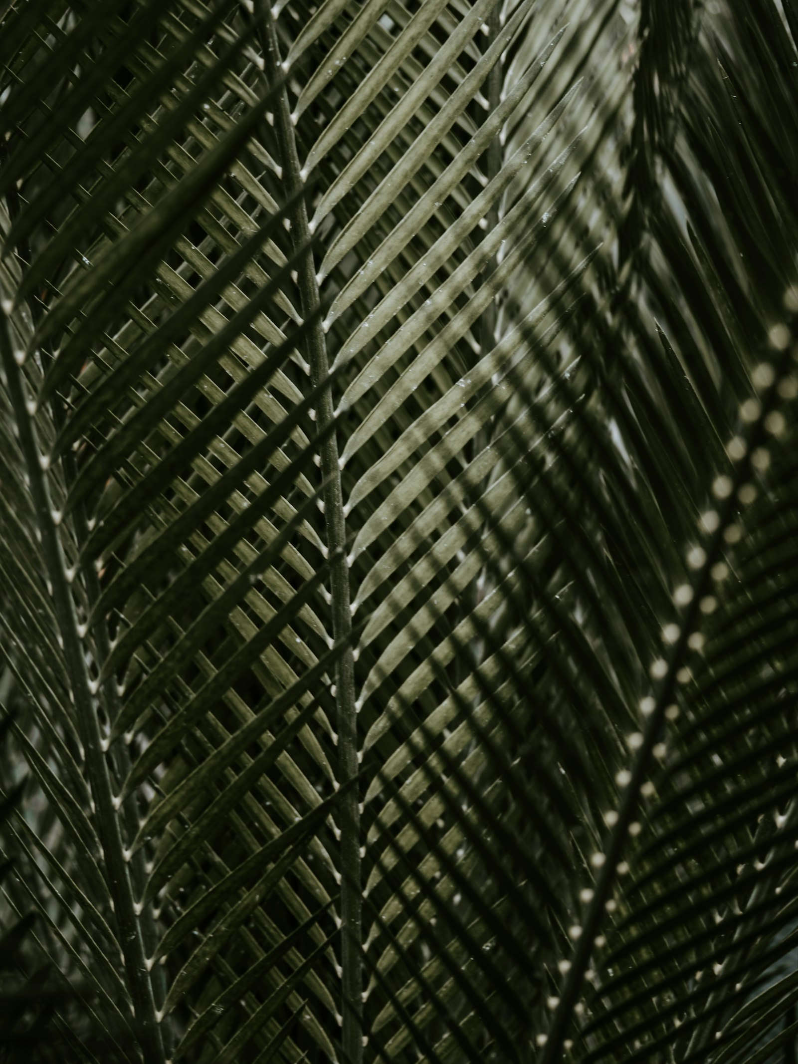 smc PENTAX-FA 645 Macro 120mm F4 sample photo. Green coconut palm fronds photography