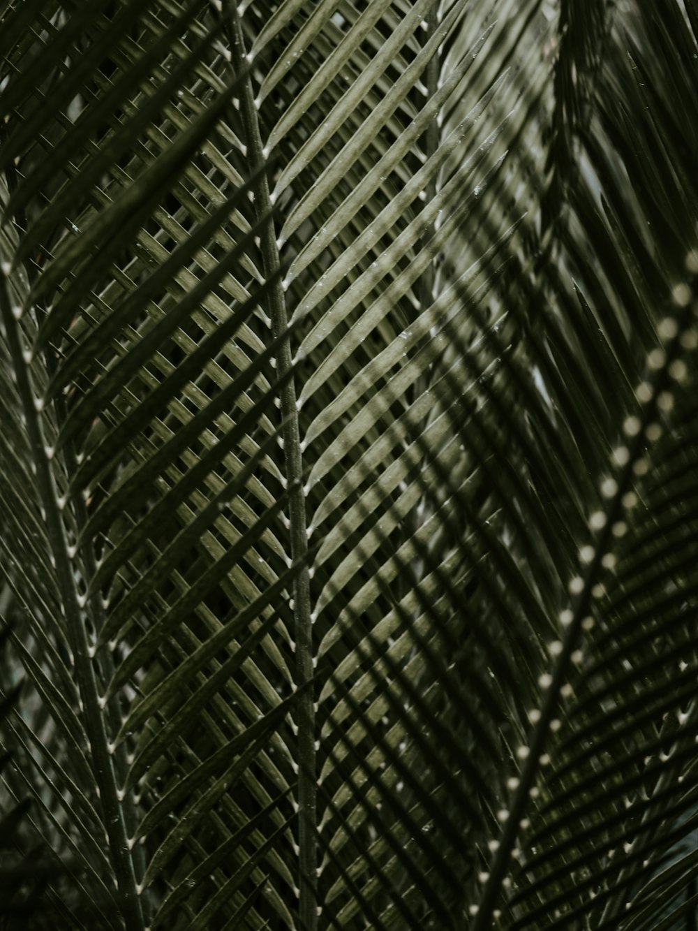 green coconut palm fronds