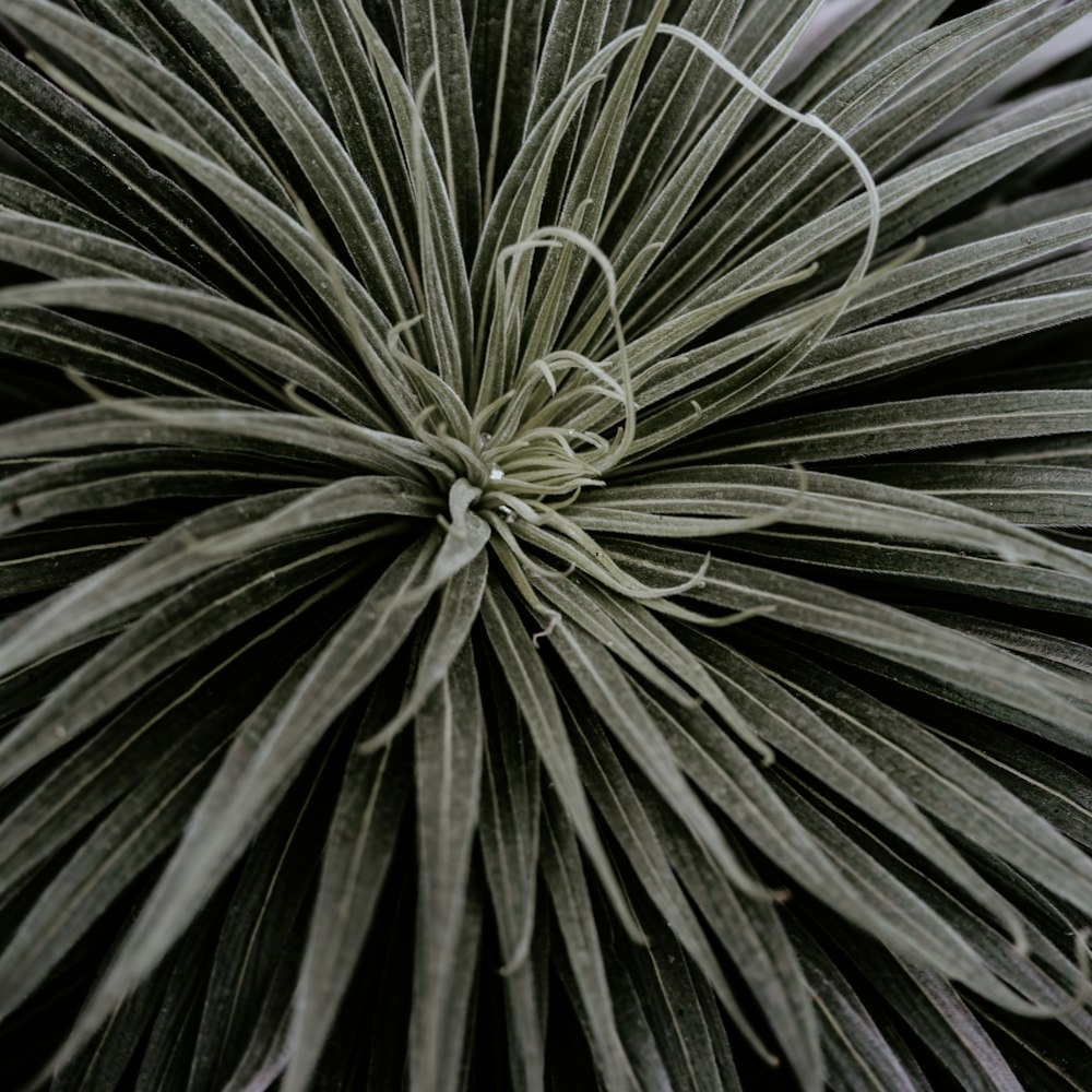 a close up of a green plant with lots of leaves