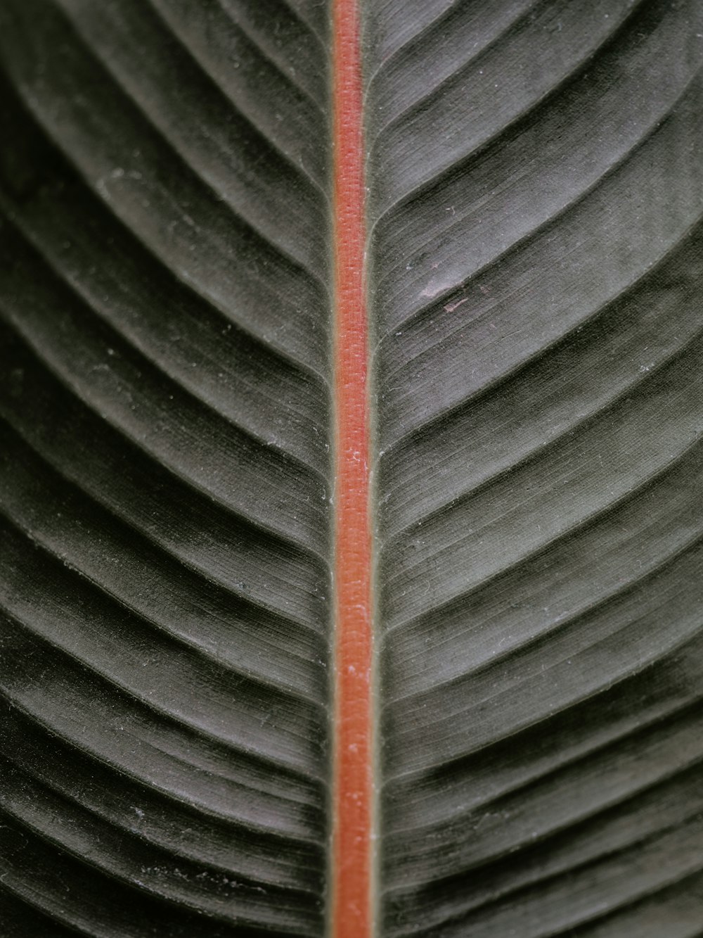 a close up of a green leaf with a red stripe