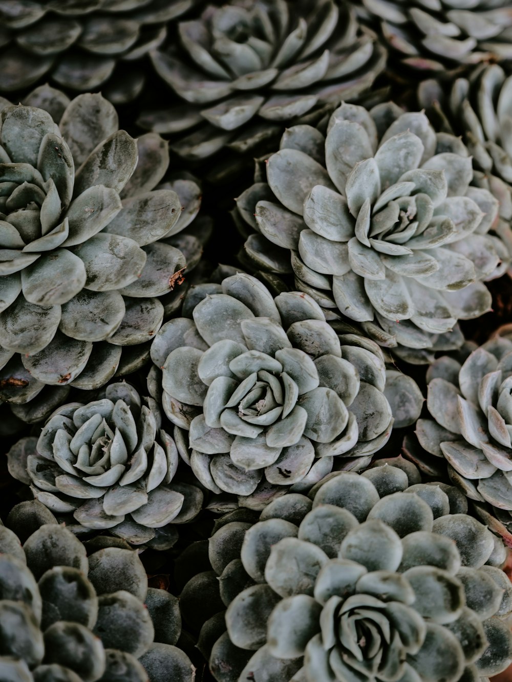 green succulent plants