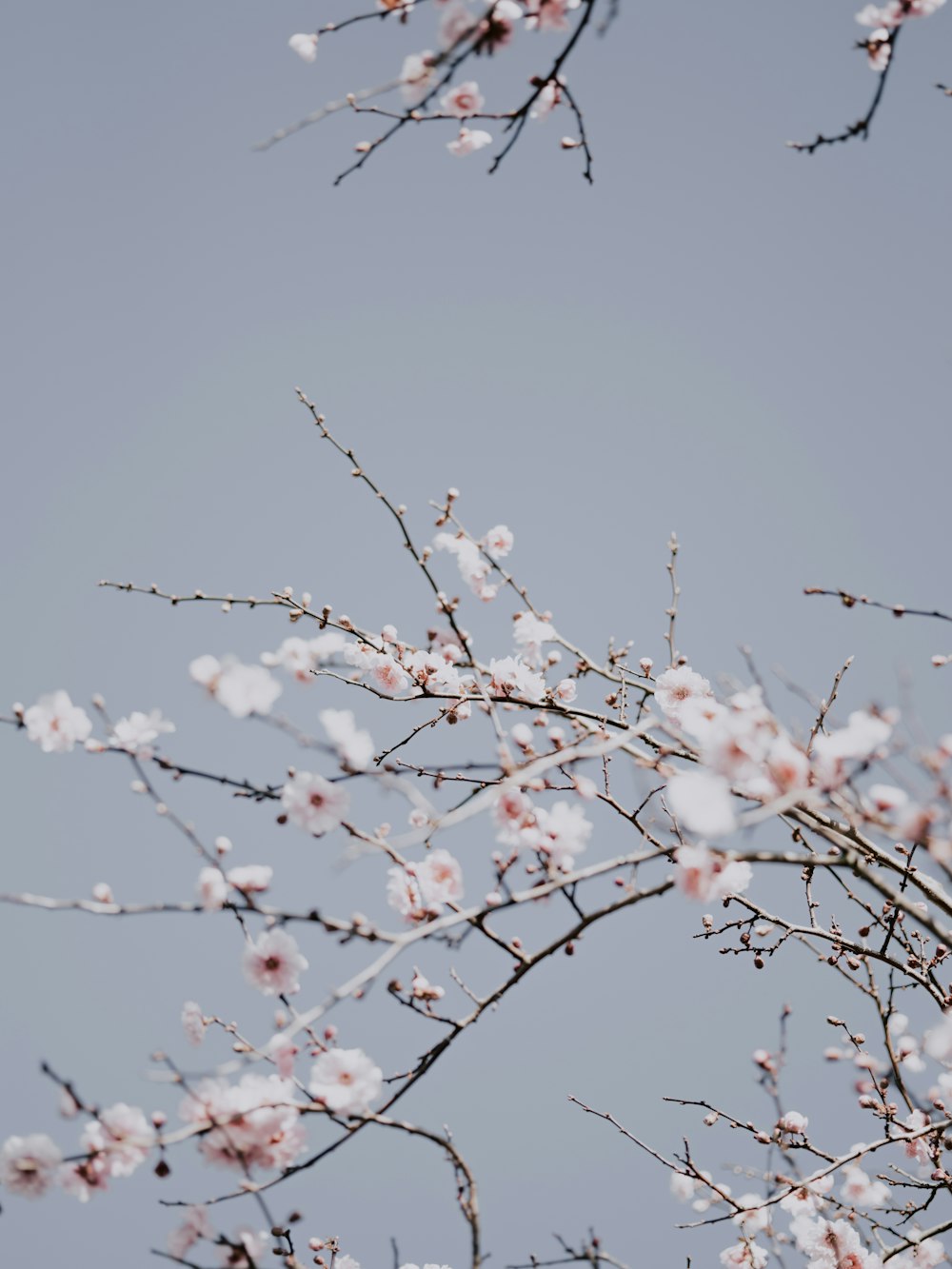 white petaled flowers