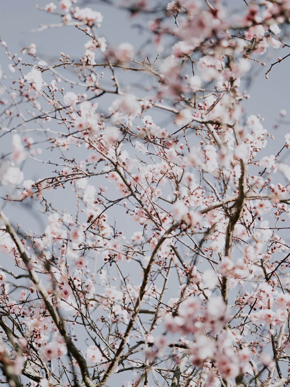 pink cherry blossom tree