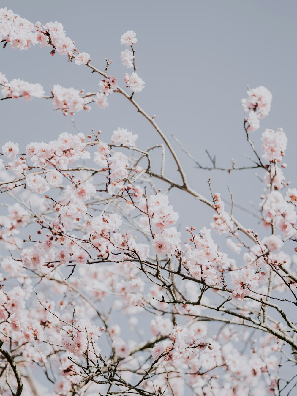 cherry blossom at bloom