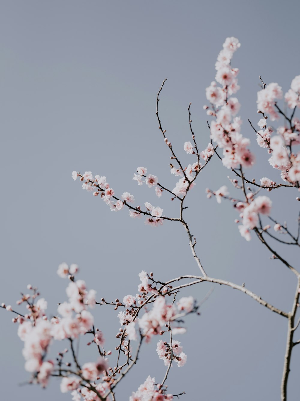 white petaled flower