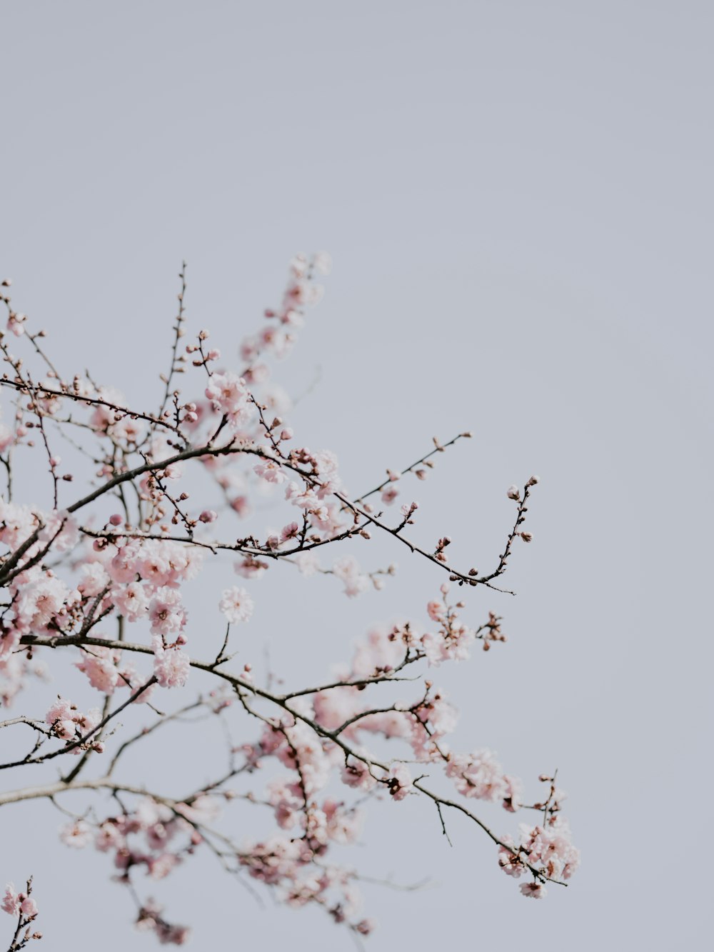 pink flowers