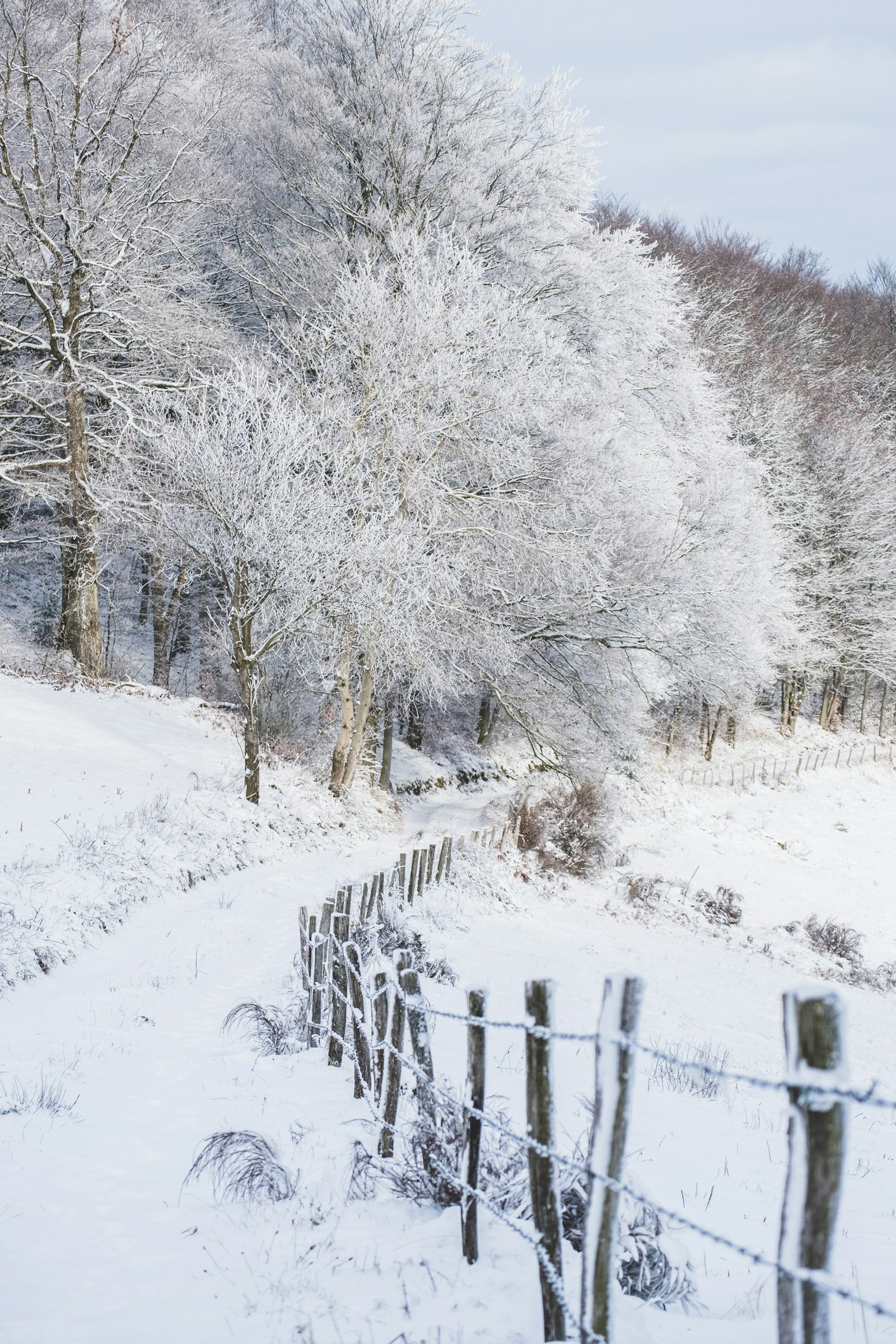 Fujifilm X-T20 + Fujifilm XF 55-200mm F3.5-4.8 R LM OIS sample photo. Tree covered in snow photography